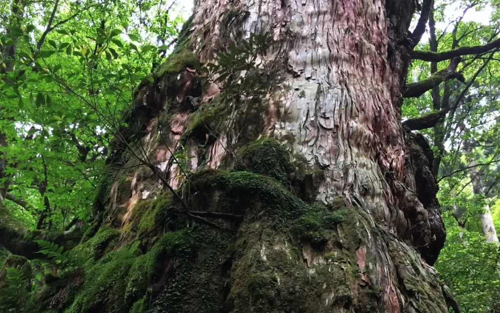 Day 1 - Yakushima’s Grandeur